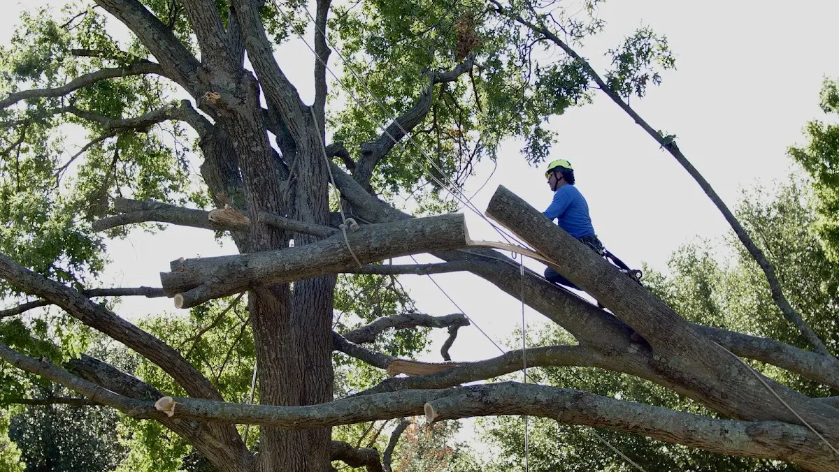 Professional Hazardous Tree Removal performed by certified arborists in Amarillo